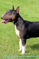 Miniature Bull Terrier Affirmations Workbook Miniature Bull Terrier Presents: Positive and Loving Affirmations Workbook. Includes: Mentoring Questions, Guidance, Supporting You.