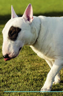 Miniature Bull Terrier Affirmations Workbook Miniature Bull Terrier Presents: Positive and Loving Affirmations Workbook. Includes: Mentoring Questions, Guidance, Supporting You.