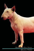 Miniature Bull Terrier Affirmations Workbook Miniature Bull Terrier Presents: Positive and Loving Affirmations Workbook. Includes: Mentoring Questions, Guidance, Supporting You.