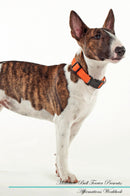 Miniature Bull Terrier Affirmations Workbook Miniature Bull Terrier Presents: Positive and Loving Affirmations Workbook. Includes: Mentoring Questions, Guidance, Supporting You.