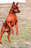 Miniature Pinscher Affirmations Workbook Miniature Pinscher Presents: Positive and Loving Affirmations Workbook. Includes: Mentoring Questions, Guidance, Supporting You.