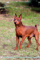 Miniature Pinscher Affirmations Workbook Miniature Pinscher Presents: Positive and Loving Affirmations Workbook. Includes: Mentoring Questions, Guidance, Supporting You.