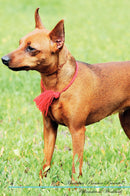 Miniature Pinscher Affirmations Workbook Miniature Pinscher Presents: Positive and Loving Affirmations Workbook. Includes: Mentoring Questions, Guidance, Supporting You.