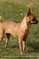 Miniature Pinscher Affirmations Workbook Miniature Pinscher Presents: Positive and Loving Affirmations Workbook. Includes: Mentoring Questions, Guidance, Supporting You.