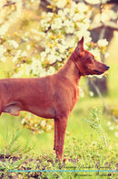 Miniature Pinscher Affirmations Workbook Miniature Pinscher Presents: Positive and Loving Affirmations Workbook. Includes: Mentoring Questions, Guidance, Supporting You.