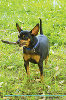 Miniature Pinscher Affirmations Workbook Miniature Pinscher Presents: Positive and Loving Affirmations Workbook. Includes: Mentoring Questions, Guidance, Supporting You.