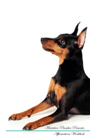 Miniature Pinscher Affirmations Workbook Miniature Pinscher Presents: Positive and Loving Affirmations Workbook. Includes: Mentoring Questions, Guidance, Supporting You.