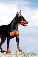 Miniature Pinscher Affirmations Workbook Miniature Pinscher Presents: Positive and Loving Affirmations Workbook. Includes: Mentoring Questions, Guidance, Supporting You.