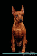 Miniature Pinscher Affirmations Workbook Miniature Pinscher Presents: Positive and Loving Affirmations Workbook. Includes: Mentoring Questions, Guidance, Supporting You.