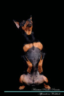 Miniature Pinscher Affirmations Workbook Miniature Pinscher Presents: Positive and Loving Affirmations Workbook. Includes: Mentoring Questions, Guidance, Supporting You.