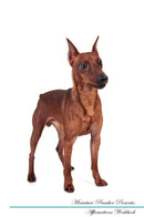 Miniature Pinscher Affirmations Workbook Miniature Pinscher Presents: Positive and Loving Affirmations Workbook. Includes: Mentoring Questions, Guidance, Supporting You.