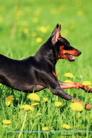 Miniature Pinscher Affirmations Workbook Miniature Pinscher Presents: Positive and Loving Affirmations Workbook. Includes: Mentoring Questions, Guidance, Supporting You.