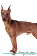 Miniature Pinscher Affirmations Workbook Miniature Pinscher Presents: Positive and Loving Affirmations Workbook. Includes: Mentoring Questions, Guidance, Supporting You.