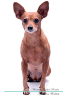Miniature Pinscher Affirmations Workbook Miniature Pinscher Presents: Positive and Loving Affirmations Workbook. Includes: Mentoring Questions, Guidance, Supporting You.