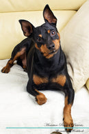 Miniature Pinscher Affirmations Workbook Miniature Pinscher Presents: Positive and Loving Affirmations Workbook. Includes: Mentoring Questions, Guidance, Supporting You.