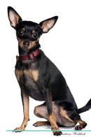 Miniature Pinscher Affirmations Workbook Miniature Pinscher Presents: Positive and Loving Affirmations Workbook. Includes: Mentoring Questions, Guidance, Supporting You.