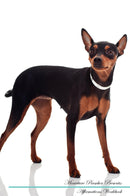 Miniature Pinscher Affirmations Workbook Miniature Pinscher Presents: Positive and Loving Affirmations Workbook. Includes: Mentoring Questions, Guidance, Supporting You.