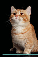 Munchkin Cat Affirmations Workbook Munchkin Cat Presents: Positive and Loving Affirmations Workbook. Includes: Mentoring Questions, Guidance, Supporting You.