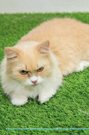 Munchkin Cat Affirmations Workbook Munchkin Cat Presents: Positive and Loving Affirmations Workbook. Includes: Mentoring Questions, Guidance, Supporting You.