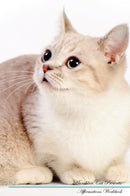 Munchkin Cat Affirmations Workbook Munchkin Cat Presents: Positive and Loving Affirmations Workbook. Includes: Mentoring Questions, Guidance, Supporting You.