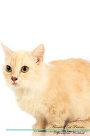 Munchkin Cat Affirmations Workbook Munchkin Cat Presents: Positive and Loving Affirmations Workbook. Includes: Mentoring Questions, Guidance, Supporting You.