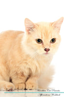 Munchkin Cat Affirmations Workbook Munchkin Cat Presents: Positive and Loving Affirmations Workbook. Includes: Mentoring Questions, Guidance, Supporting You.