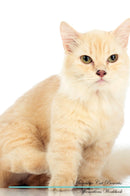 Munchkin Cat Affirmations Workbook Munchkin Cat Presents: Positive and Loving Affirmations Workbook. Includes: Mentoring Questions, Guidance, Supporting You.