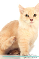 Munchkin Cat Affirmations Workbook Munchkin Cat Presents: Positive and Loving Affirmations Workbook. Includes: Mentoring Questions, Guidance, Supporting You.