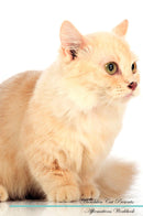 Munchkin Cat Affirmations Workbook Munchkin Cat Presents: Positive and Loving Affirmations Workbook. Includes: Mentoring Questions, Guidance, Supporting You.