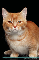 Munchkin Cat Affirmations Workbook Munchkin Cat Presents: Positive and Loving Affirmations Workbook. Includes: Mentoring Questions, Guidance, Supporting You.