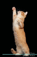 Munchkin Cat Affirmations Workbook Munchkin Cat Presents: Positive and Loving Affirmations Workbook. Includes: Mentoring Questions, Guidance, Supporting You.