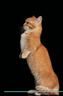 Munchkin Cat Affirmations Workbook Munchkin Cat Presents: Positive and Loving Affirmations Workbook. Includes: Mentoring Questions, Guidance, Supporting You.