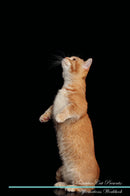 Munchkin Cat Affirmations Workbook Munchkin Cat Presents: Positive and Loving Affirmations Workbook. Includes: Mentoring Questions, Guidance, Supporting You.