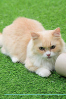 Munchkin Cat Affirmations Workbook Munchkin Cat Presents: Positive and Loving Affirmations Workbook. Includes: Mentoring Questions, Guidance, Supporting You.