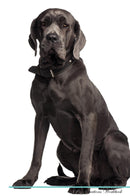 Neapolitan Mastiff Affirmations Workbook Neapolitan Mastiff Presents: Positive and Loving Affirmations Workbook. Includes: Mentoring Questions, Guidance, Supporting You.