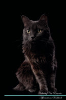 Nebelung Cat Affirmations Workbook Nebelung Cat Presents: Positive and Loving Affirmations Workbook. Includes: Mentoring Questions, Guidance, Supporting You.