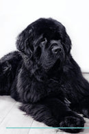 Newfoundland Dog Affirmations Workbook Newfoundland Dog Presents: Positive and Loving Affirmations Workbook. Includes: Mentoring Questions, Guidance, Supporting You.