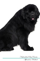 Newfoundland Dog Affirmations Workbook Newfoundland Dog Presents: Positive and Loving Affirmations Workbook. Includes: Mentoring Questions, Guidance, Supporting You.