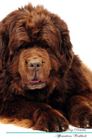 Newfoundland Dog Affirmations Workbook Newfoundland Dog Presents: Positive and Loving Affirmations Workbook. Includes: Mentoring Questions, Guidance, Supporting You.
