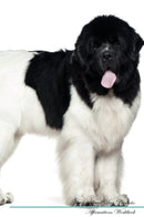 Newfoundland Dog Affirmations Workbook Newfoundland Dog Presents: Positive and Loving Affirmations Workbook. Includes: Mentoring Questions, Guidance, Supporting You.