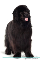 Newfoundland Dog Affirmations Workbook Newfoundland Dog Presents: Positive and Loving Affirmations Workbook. Includes: Mentoring Questions, Guidance, Supporting You.