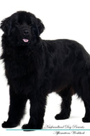 Newfoundland Dog Affirmations Workbook Newfoundland Dog Presents: Positive and Loving Affirmations Workbook. Includes: Mentoring Questions, Guidance, Supporting You.