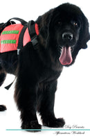Newfoundland Dog Affirmations Workbook Newfoundland Dog Presents: Positive and Loving Affirmations Workbook. Includes: Mentoring Questions, Guidance, Supporting You.