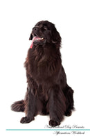 Newfoundland Dog Affirmations Workbook Newfoundland Dog Presents: Positive and Loving Affirmations Workbook. Includes: Mentoring Questions, Guidance, Supporting You.