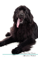 Newfoundland Dog Affirmations Workbook Newfoundland Dog Presents: Positive and Loving Affirmations Workbook. Includes: Mentoring Questions, Guidance, Supporting You.
