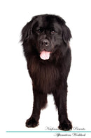 Newfoundland Dog Affirmations Workbook Newfoundland Dog Presents: Positive and Loving Affirmations Workbook. Includes: Mentoring Questions, Guidance, Supporting You.