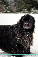 Newfoundland Dog Affirmations Workbook Newfoundland Dog Presents: Positive and Loving Affirmations Workbook. Includes: Mentoring Questions, Guidance, Supporting You.
