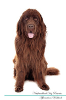 Newfoundland Dog Affirmations Workbook Newfoundland Dog Presents: Positive and Loving Affirmations Workbook. Includes: Mentoring Questions, Guidance, Supporting You.