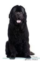 Newfoundland Dog Affirmations Workbook Newfoundland Dog Presents: Positive and Loving Affirmations Workbook. Includes: Mentoring Questions, Guidance, Supporting You.