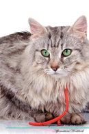 Norwegian Forest Cat Affirmations Workbook Norwegian Forest Cat Presents: Positive and Loving Affirmations Workbook. Includes: Mentoring Questions, Guidance, Supporting You.